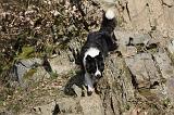 BORDER COLLIE 856
